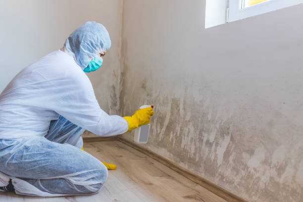 Licensed Commercial Mold Remediation service in Grant, MI - WQB Mold Removal