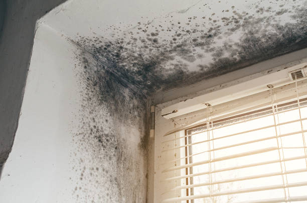 Affordable Commercial Mold Remediation solutions in Grant, MI